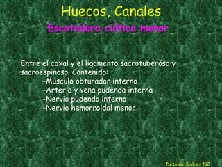 Huecos, Canales Desirée Suárez N2 Escotadura ciática menor Entre el coxal y el ligamento sacrotuberoso y sacroespinoso. Contenido: -Músculo obturador interno -Arteria y vena pudenda interna -Nervio pudendo interno -Nervio hemorroidal menor  