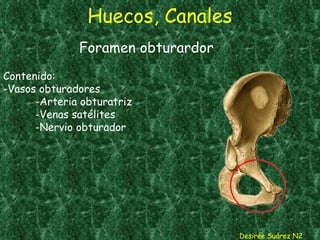 Huecos, Canales Desirée Suárez N2 Foramen obturardor  Contenido: -Vasos obturadores -Arteria obturatriz -Venas satélites -Nervio obturador 