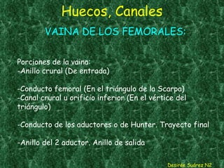 Huecos, Canales Desirée Suárez N2 VAINA DE LOS FEMORALES:   Porciones de la vaina: -Anillo crural (De entrada) -Conducto femoral (En el triángulo de la Scarpa) -Canal crural u orificio inferior (En el vértice del triángulo) -Conducto de los aductores o de Hunter. Trayecto final -Anillo del 2 aductor. Anillo de salida 