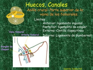 Huecos, Canales Anillo crural: Parte superior de la vaina de los femorales. Desirée Suárez N2 Arteria femoral Vena femoral Ganglio de  Cloquet Límites: Anterior: ligamento inguinal Posterior: ligamento de cooper Externo: Cintilla iliopectínea Interno: Ligamento de Gumbernat   