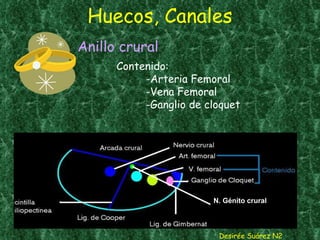 Huecos, Canales Anillo crural   Desirée Suárez N2 Contenido: -Arteria Femoral -Vena Femoral -Ganglio de cloquet N. Génito crural 