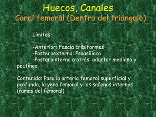 Huecos, Canales Canal femoral (Dentro del triángulo) Límites -Anterior: Fascia cribiformes -Posteroexterno: Psoasilíaco -Posterointerna o atrás: aductor mediano y pectíneo. Contenido: Pasa la arteria femoral superficial y profunda, la vena femoral y los safenos internos (ramas del femoral) 