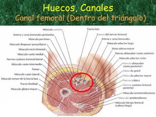 Huecos, Canales Canal femoral (Dentro del triángulo) 