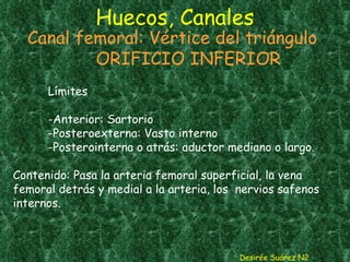 Huecos, Canales Desirée Suárez N2 Canal femoral: Vértice del triángulo ORIFICIO INFERIOR Límites -Anterior: Sartorio -Posteroexterna: Vasto interno -Posterointerna o atrás: aductor mediano o largo.  Contenido: Pasa la arteria femoral superficial, la vena femoral detrás y medial a la arteria, los  nervios safenos internos. 