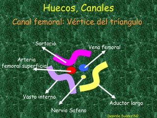 Huecos, Canales Desirée Suárez N2 Canal femoral: Vértice del tríangulo Sartorio Arteria femoral superficial Vasto interno Aductor largo Nervio Safeno Vena femoral 