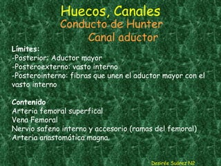 Huecos, Canales Desirée Suárez N2 Conducto de Hunter  Canal aductor Límites: -Posterior: Aductor mayor -Posteroexterno: vasto interno -Posterointerno: fibras que unen el aductor mayor con el vasto interno Contenido Arteria femoral superfical Vena Femoral Nervio safeno interno y accesorio (ramas del femoral) Arteria anastomótica magna.   
