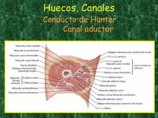 Huecos, Canales Conducto de Hunter  Canal aductor 