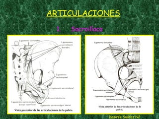 ARTICULACIONES Sacroilíaca Desirée Suárez N2 