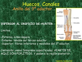 Huecos, Canales Desirée Suárez N2 Anillo del 3º aductor INFERIOR AL ORIFICIO DE HUNTER Limites -Externo: Línea áspera -Interno: tendón del tercer aductor -Superior: fibras inferiores y mediales del 3º aductor. Contenido: vasos femorales superficiales. APARTIR DE AQUÍ SON POPLÍTEOS. Y pasan a la región posterior.  