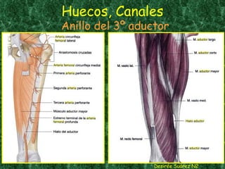 Huecos, Canales Desirée Suárez N2 Anillo del 3º aductor 