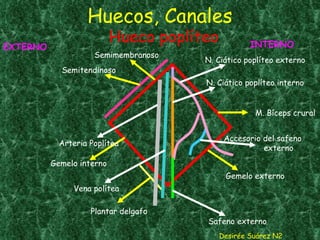 Huecos, Canales Desirée Suárez N2 Hueco poplíteo N. Ciático poplíteo externo N. Ciático poplíteo interno M. Bíceps crural Accesorio del safeno  externo Gemelo externo Safeno externo Plantar delgafo Vena polítea Gemelo interno Arteria Poplítea Semimembranoso Semitendinoso EXTERNO INTERNO 