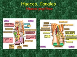 Huecos, Canales Hueco poplíteo 