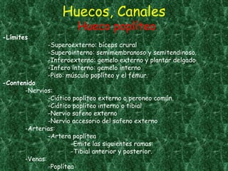 Huecos, Canales Hueco poplíteo -Límites -Superoexterno: bíceps crural -Superointerno: semimembranoso y semitendinoso.  -Inferoexterno: gemelo externo y plantar delgado -Infero interno: gemelo interno -Piso: músculo poplíteo y el fémur.  -Contenido -Nervios:  -Ciático poplíteo externo o peroneo común. -Ciático poplíteo interno o tibial -Nervio safeno externo  -Nervio accesorio del safeno externo -Arterias: -Artera poplítea -Emite las siguientes ramas:  -Tibial anterior y posterior. -Venas: -Poplítea 