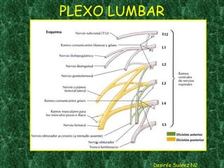 PLEXO LUMBAR Desirée Suárez N2 