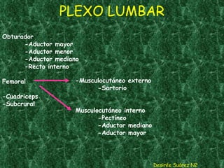 PLEXO LUMBAR Desirée Suárez N2 Obturador -Aductor mayor -Aductor menor -Aductor mediano -Recto interno Femoral -Cuadriceps -Subcrural -Musculocutáneo externo -Sartorio Musculocutáneo interno -Pectíneo -Aductor mediano -Aductor mayor 