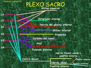 PLEXO SACRO Desirée Suárez N2 L4 L5 S1 S2 S3 S4 Glúteo superior Glúteo inferior Pudendo Interno Ciático mayor Nervio fibular común o poplíteo externo Nervio tibial Anal Obturador interno Nervio del gémino inferior Piramidal Cutáneo del coxal Poplíteo interno Plantar interno Plantar externo 