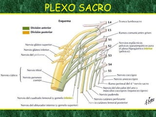 PLEXO SACRO 