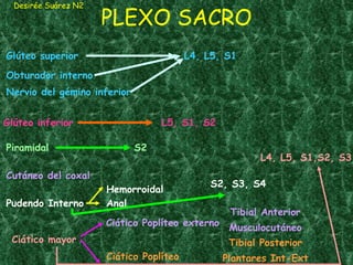 PLEXO SACRO Desirée Suárez N2 Glúteo superior Glúteo inferior Pudendo Interno Ciático mayor Ciático Poplíteo externo Anal Obturador interno Nervio del gémino inferior Piramidal Cutáneo del coxal Ciático Poplíteo interno Tibial Anterior Musculocutáneo Tibial Posterior Plantares Int-Ext Hemorroidal L4, L5, S1 L5, S1, S2 S2 S2, S3, S4 L4, L5, S1,S2, S3 