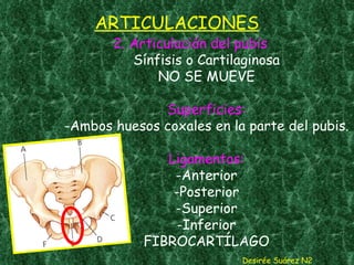 ARTICULACIONES 2. Articulación del pubis Sínfisis o Cartilaginosa NO SE MUEVE Superficies: -Ambos huesos coxales en la parte del pubis. Ligamentos: -Anterior -Posterior -Superior -Inferior FIBROCARTÍLAGO Desirée Suárez N2 