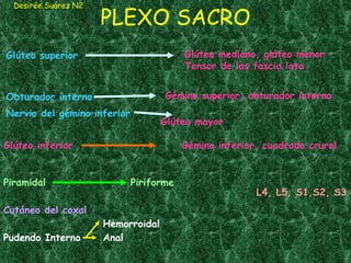 PLEXO SACRO Desirée Suárez N2 Glúteo superior Glúteo inferior Pudendo Interno Anal Obturador interno Nervio del gémino inferior Piramidal Cutáneo del coxal Hemorroidal Glúteo mayor Piriforme L4, L5, S1,S2, S3 Glúteo mediano, glúteo menor Tensor de las fascia lata Gémino superior, obturador interno Gémino inferior, cuadrado crural 