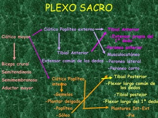 Ciático mayor Ciático Poplíteo externo Ciático Poplíteo interno Tibial Anterior -Extensor propio del 1º dedo -Peroneo anterior Musculocutáneo -Peroneo lateral -Peroneo corto Tibial Posterior -Flexor largo común de los dedos -Tibial posteior -Flexor largo del 1º dedo Plantares Int-Ext -Pie PLEXO SACRO Biceps crural Semitendinoso Semimembranoso Aductor mayor Tibial Anterior Extensor común de los dedos -Gemelos -Plantar delgado -Poplíteo -Sóleo 