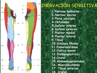 INERVACIÓN SENSITIVA Desirée Suárez N2 1.Nervios lumbares 2.Nervios sacros 3.Plexo coccígeo 4.Obturador 5.Safeno interno 6.Safeno externo 7.Plantar medial 8.Plantar lateral 9.Tibial 10.Cutáneo fibular 11.Femorocutáneo 12.Ciático menor 13.Iliohipogástrico 14.Crural 15.Abdominogeneitales 16. Musculocutáneo 17. Tibial anterior 18. Crural 
