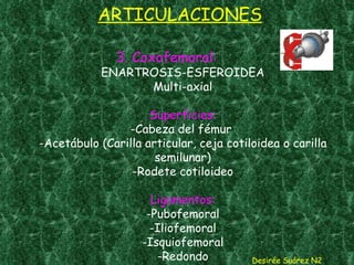 ARTICULACIONES 3. Coxofemoral: ENARTROSIS-ESFEROIDEA Multi-axial Superficies: -Cabeza del fémur  -Acetábulo (Carilla articular, ceja cotiloidea o carilla semilunar) -Rodete cotiloideo Ligamentos: -Pubofemoral -Iliofemoral -Isquiofemoral -Redondo Desirée Suárez N2 