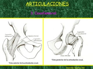 ARTICULACIONES 3. Coxofemoral: Desirée Suárez N2 