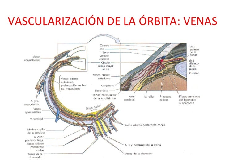 La gimnasia a la insuficiencia varicosa