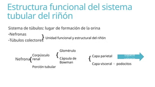 ANATOMÍA - DEL - SISTEMA - URINARIO.pptx