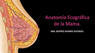 Anatomía Ecográfica
de la Mama.
DRA. BEATRIZ ALVAREZ ALFONSO.
 