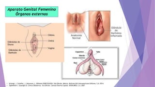 Aparato Genital Femenino
Órganos externos
• Schorge, J. Schaffer, J. Halvorson, L. Williams GINECOLOGÍA. 2da Edición. Méxi...
