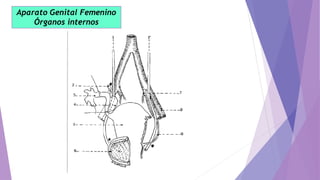 Aparato Genital Femenino
Órganos internos
 