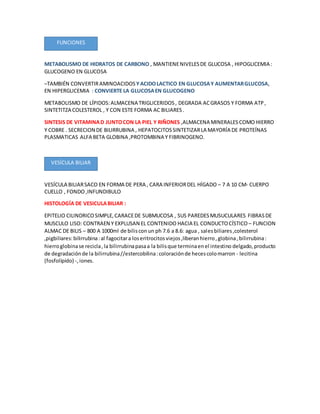 FUNCIONES
METABOLISMO DE HIDRATOS DE CARBONO , MANTIENENIVELESDE GLUCOSA , HIPOGLICEMIA :
GLUCOGENO EN GLUCOSA
–TAMBIÉN CONVERTIRAMINOACIDOS YACIDOLACTICO EN GLUCOSAY AUMENTARGLUCOSA,
EN HIPERGLICEMIA : CONVIERTE LA GLUCOSAEN GLUCOGENO
METABOLISMO DE LÍPIDOS:ALMACENA TRIGLICERIDOS, DEGRADA ACGRASOS Y FORMA ATP,
SINTETITZA COLESTEROL , Y CON ESTE FORMA AC BILIARES.
SINTESIS DE VITAMINAD JUNTOCON LA PIEL Y RIÑONES ,ALMACENA MINERALES COMO HIERRO
Y COBRE . SECRECION DE BILIRRUBINA , HEPATOCITOSSINTETIZARLA MAYORÍA DE PROTEÍNAS
PLASMATICAS ALFA BETA GLOBINA ,PROTOMBINA Y FIBRINOGENO.
VESÍCULA BILIARSACO EN FORMA DE PERA , CARA INFERIORDEL HÍGADO – 7 A 10 CM- CUERPO
CUELLO , FONDO ,INFUNDIBULO
HISTOLOGÍA DE VESICULABILIAR :
EPITELIO CILINDRICOSIMPLE,CARACEDE SUBMUCOSA , SUS PAREDESMUSUCULARES FIBRASDE
MUSCULO LISO: CONTRAEN Y EXPLUSAN EL CONTENIDO HACIA EL CONDUCTOCÍSTICO – FUNCION
ALMAC DE BILIS – 800 A 1000ml de bilisconun ph 7.6 a 8.6: agua , salesbiliares,colesterol
,pigbiliares:bilirrubina:al fagocitara loseritrocitosviejos,liberanhierro,globina,bilirrubina:
hierroglobinase recicla,la bilirrubinapasaa la bilisque terminaenel intestino delgado,producto
de degradaciónde la bilirrubina//estercobilina:coloraciónde hecescolomarron - lecitina
(fosfolípido) -,iones.
VESÍCULA BILIAR
FUNCIONES
 