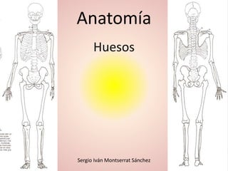 Anatomía
Huesos
Sergio Iván Montserrat Sánchez
 