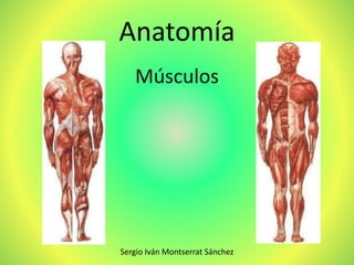 Anatomía
Músculos
Sergio Iván Montserrat Sánchez
 