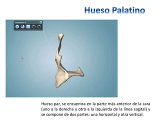 Hueso par, se encuentra en la parte más anterior de la cara 
(uno a la derecha y otro a la izquierda de la línea sagital) y 
se compone de dos partes: una horizontal y otra vertical. 
 