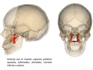 Articula con el maxilar superior, palatino 
opuesto, esfenoides, etmoides, cornete 
inferior y vómer. 
 