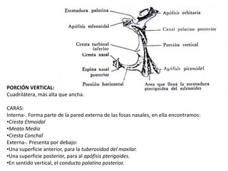 PORCIÓN VERTICAL: 
Cuadrilátera, más alta que ancha. 
CARAS: 
Interna-. Forma parte de la pared externa de las fosas nasales, en ella encontramos: 
•Cresta Etmoidal 
•Meato Medio 
•Cresta Conchal 
Externa-. Presenta por debajo: 
•Una superficie anterior, para la tuberosidad del maxilar. 
•Una superficie posterior, para al apófisis pterigoides. 
•En sentido vertical, el conducto palatino posterior. 
 