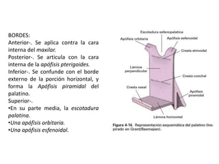 BORDES: 
Anterior-. Se aplica contra la cara 
interna del maxilar. 
Posterior-. Se articula con la cara 
interna de la apófisis pterigoides. 
Inferior-. Se confunde con el borde 
externo de la porción horizontal, y 
forma la Apófisis piramidal del 
palatino. 
Superior-. 
•En su parte media, la escotadura 
palatina. 
•Una apófisis orbitaria. 
•Una apófisis esfenoidal. 
 