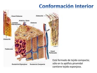 Está formado de tejido compacto; 
sólo en la apófisis piramidal 
contiene tejido esponjoso. 
 