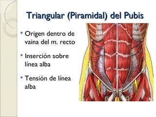 Triangular (Piramidal) del Pubis Origen dentro de vaina del m. recto Inserción sobre línea alba Tensión de línea alba 