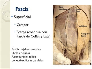 Fascia Superficial Camper  Scarpa (continua con Fascia de Colles y Lata) Fascia: tejido conectivo, fibras cruzadas Aponeurosis: tejido conectivo, fibras paralelas 