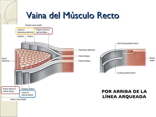 Vaina del Músculo Recto POR ARRIBA DE LA LÍNEA ARQUEADA 