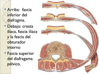 Arriba:  fascia inferior del diafragma. Debajo: cresta ilíaca, fascia ilíaca y la fascia del obturador interno Fascia superior del diafragama pélvico. 