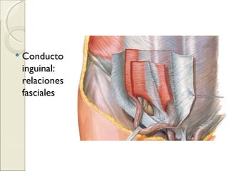 Conducto inguinal:  relaciones fasciales 