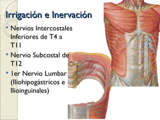 Irrigación e Inervación Nervios Intercostales Inferiores de T4 a T11 Nervio Subcostal de T12 1er Nervio Lumbar (Iliohipogástricos e Ilioinguinales) 