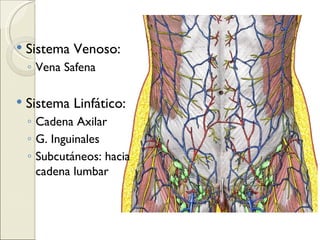 Sistema Venoso: Vena Safena Sistema Linfático: Cadena Axilar G. Inguinales Subcutáneos: hacia cadena lumbar 
