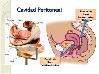 Cavidad Peritoneal Fondo de Saco Vesicouterino Fondo de Saco Rectouterino o Douglas 