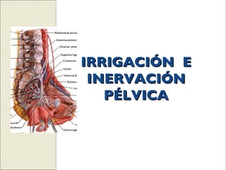 IRRIGACIÓN  E INERVACIÓN PÉLVICA 